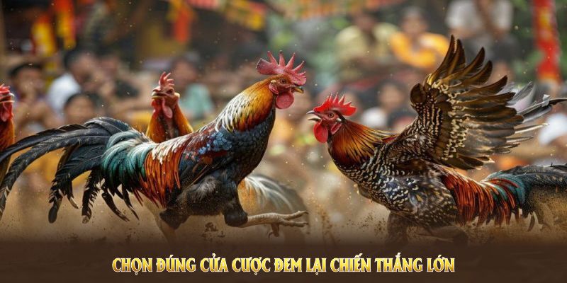 Chọn đúng cửa cược đem lại chiến thắng lớn cho bạn