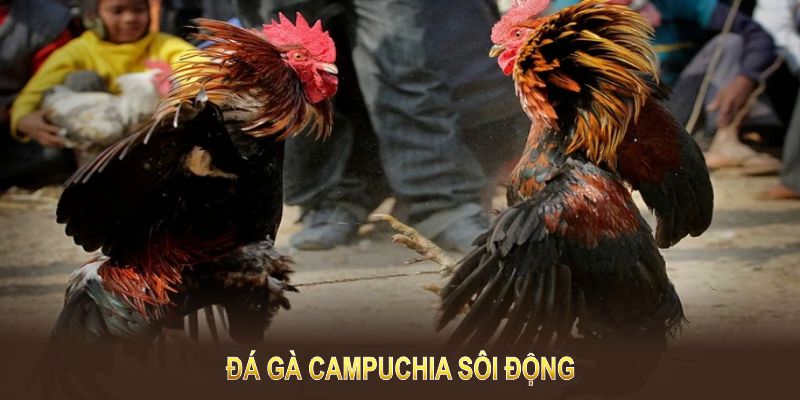 đá gà campuchia sôi động