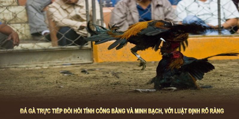 Đá gà trực tiếp đòi hỏi tính công bằng và minh bạch, với luật định rõ ràng