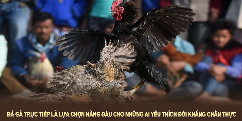 Đá gà trực tiếp là lựa chọn hàng đầu cho những ai yêu thích đối kháng chân thực