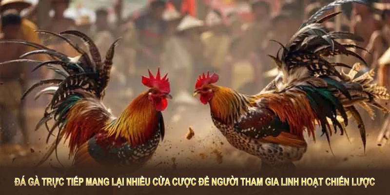 Đá gà trực tiếp mang lại nhiều cửa cược để người tham gia linh hoạt chiến lược