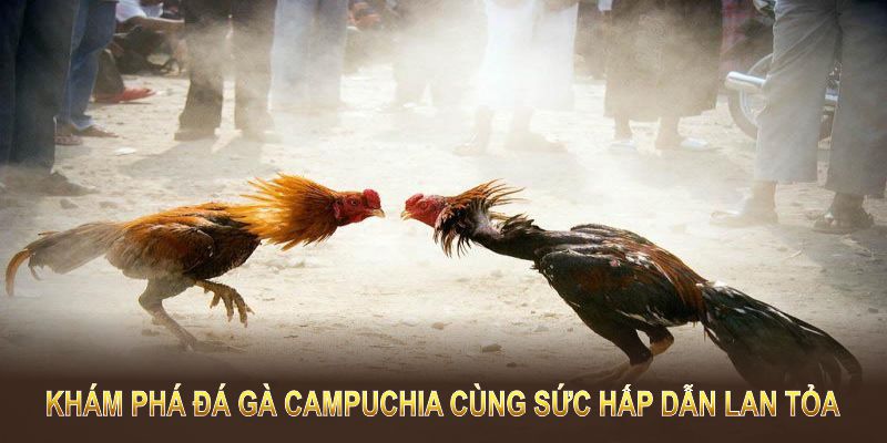 Khám phá đá gà Campuchia cùng sức hấp dẫn lan tỏa 