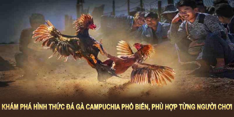 Khám phá hình thức đá gà Campuchia phổ biến, phù hợp từng người chơi