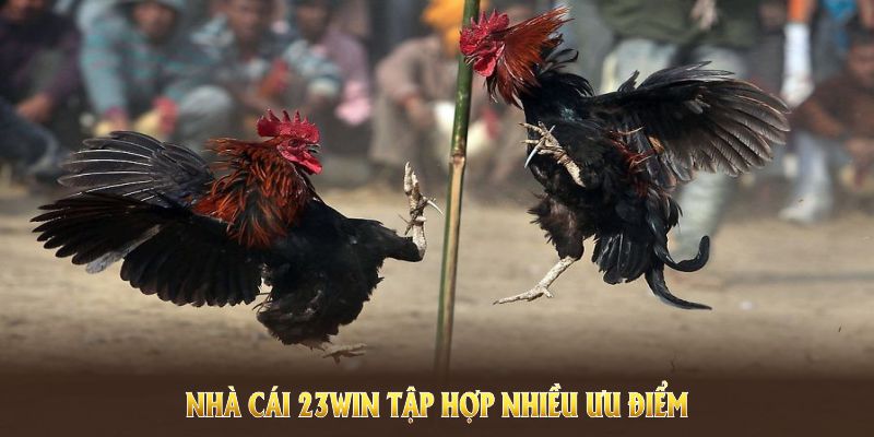 Nhà cái 23win tập hợp nhiều ưu điểm khi chơi Đá Gà Thomo