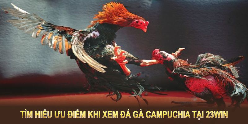 Tìm hiểu ưu điểm khi xem đá gà Campuchia tại 23win 